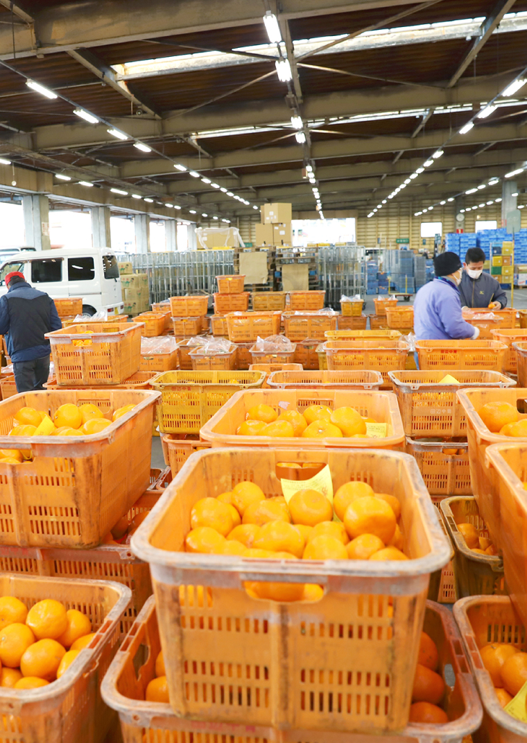 和歌山県田辺市の青果のことなら田辺中央青果株式会社